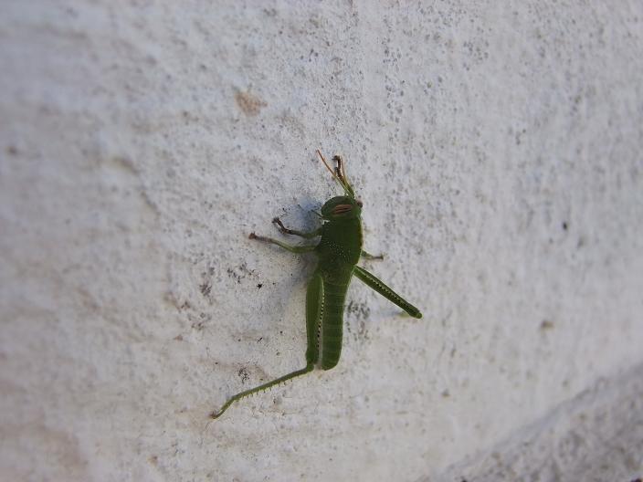 Giovane cavalletta verde - Aiolopus sp.